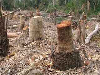prevent deforestation