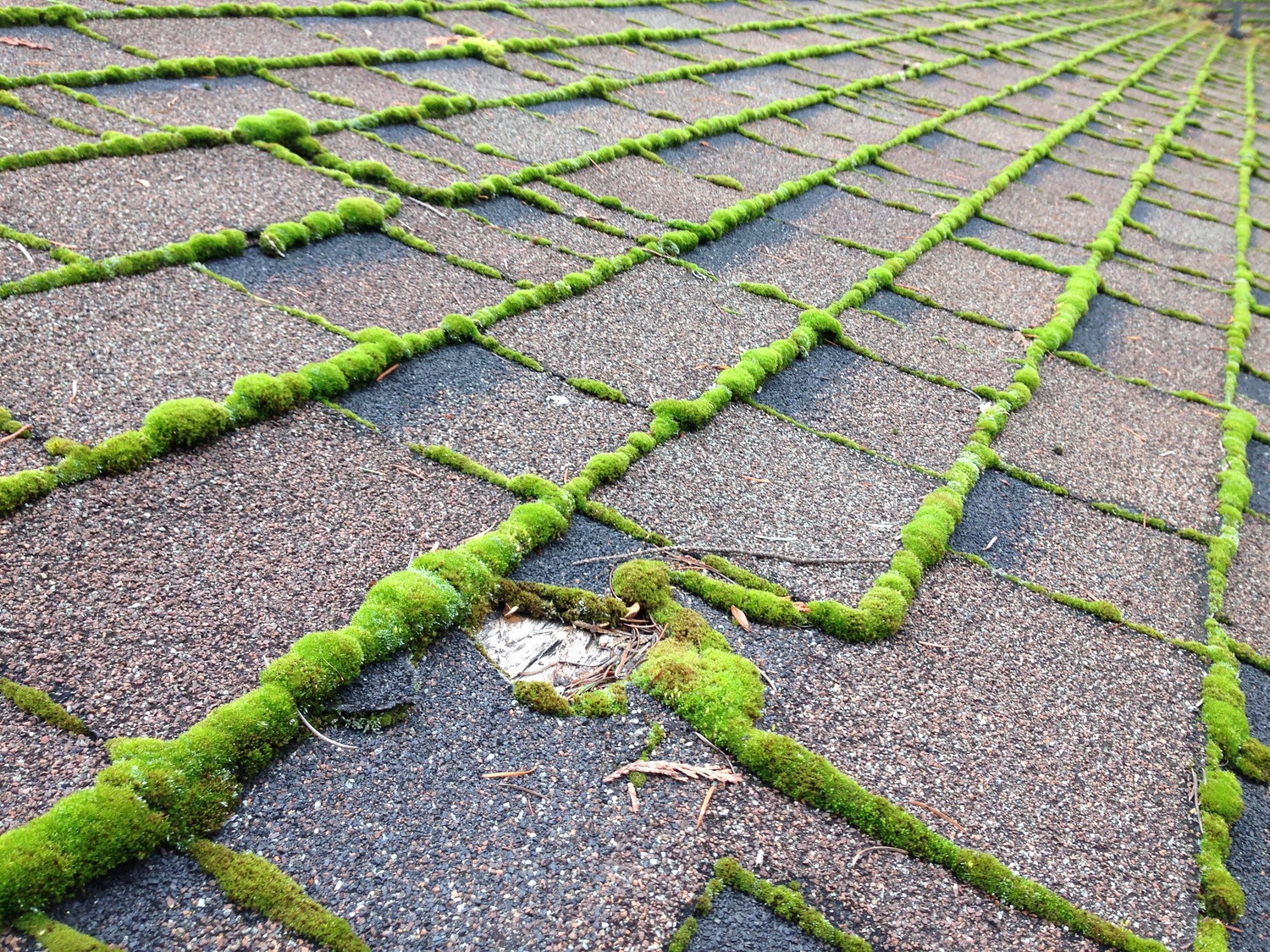 moss out roofs and walks
